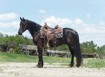 Konie fryzyjskie, Wałach, 3 lat, 150 cm, Kara
