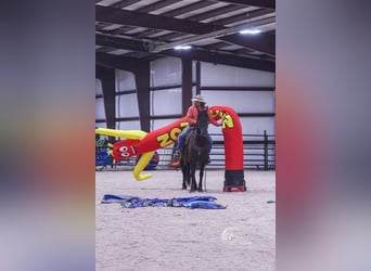Konie fryzyjskie, Wałach, 3 lat, 150 cm, Kara