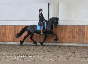 Konie fryzyjskie, Wałach, 3 lat, 158 cm, Kara