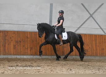 Konie fryzyjskie, Wałach, 3 lat, 158 cm, Kara