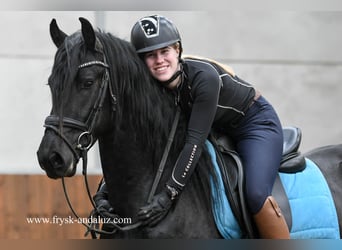 Konie fryzyjskie, Wałach, 3 lat, 158 cm, Kara