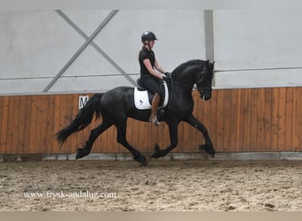 Konie fryzyjskie, Wałach, 3 lat, 158 cm, Kara