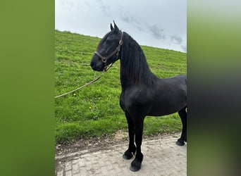 Konie fryzyjskie, Wałach, 3 lat, 158 cm, Kara