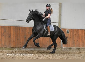 Konie fryzyjskie, Wałach, 3 lat, 165 cm, Kara