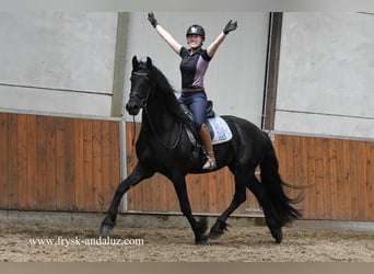 Konie fryzyjskie, Wałach, 3 lat, 165 cm, Kara
