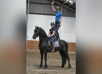 Konie fryzyjskie, Wałach, 3 lat, 166 cm, Kara