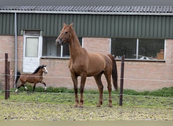 Konie fryzyjskie, Wałach, 3 lat, 167 cm, Kasztanowata