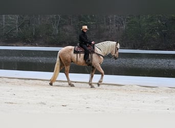 Konie fryzyjskie Mix, Wałach, 3 lat, Izabelowata