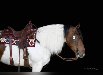 Konie fryzyjskie, Wałach, 3 lat, Tobiano wszelkich maści