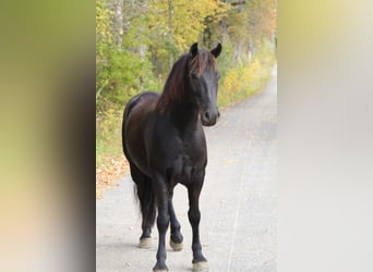 Konie fryzyjskie Mix, Wałach, 4 lat, 142 cm, Kara