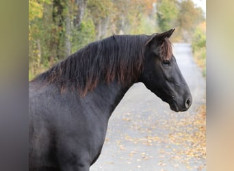Konie fryzyjskie Mix, Wałach, 4 lat, 142 cm, Kara