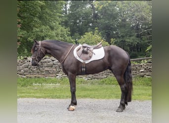 Konie fryzyjskie, Wałach, 4 lat, 147 cm, Kara