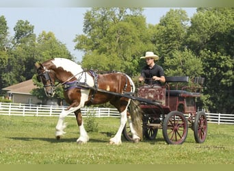 Konie fryzyjskie Mix, Wałach, 4 lat, 150 cm, Ciemnokasztanowata