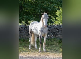 Konie fryzyjskie, Wałach, 4 lat, 157 cm, Tobiano wszelkich maści