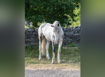 Konie fryzyjskie, Wałach, 4 lat, 157 cm, Tobiano wszelkich maści