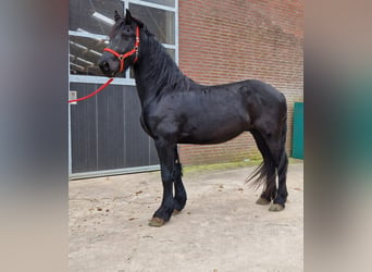 Konie fryzyjskie, Wałach, 4 lat, 158 cm, Kara