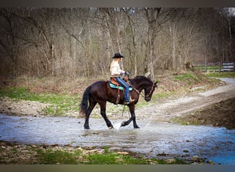 Konie fryzyjskie, Wałach, 4 lat, 163 cm, Kara
