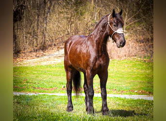 Konie fryzyjskie, Wałach, 4 lat, 163 cm, Kara