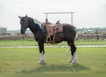 Konie fryzyjskie, Wałach, 4 lat, 165 cm, Tobiano wszelkich maści