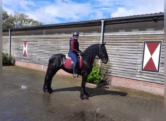 Konie fryzyjskie, Wałach, 4 lat, 166 cm, Kara