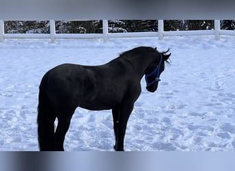 Konie fryzyjskie, Wałach, 4 lat, 168 cm, Kara