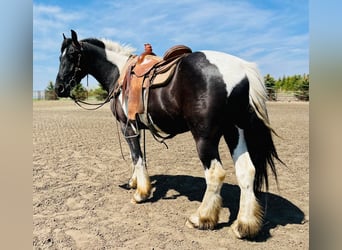 Konie fryzyjskie, Wałach, 4 lat, 168 cm, Tobiano wszelkich maści