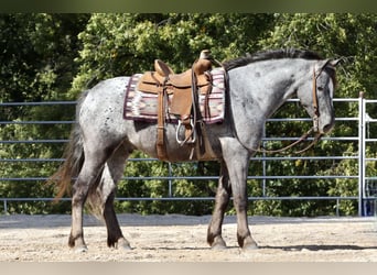 Konie fryzyjskie Mix, Wałach, 5 lat, 140 cm