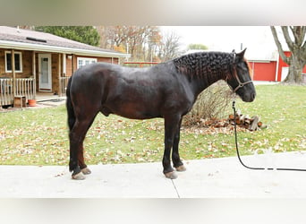 Konie fryzyjskie Mix, Wałach, 5 lat, 142 cm, Kara