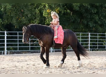 Konie fryzyjskie Mix, Wałach, 5 lat, 147 cm, Kara