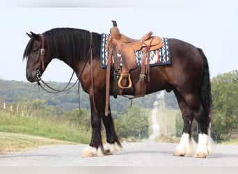 Konie fryzyjskie Mix, Wałach, 5 lat, 147 cm, Kara
