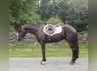 Konie fryzyjskie, Wałach, 5 lat, 147 cm, Kara