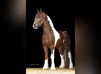 Konie fryzyjskie Mix, Wałach, 5 lat, 150 cm, Ciemnokasztanowata