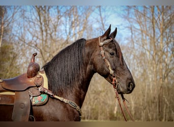Konie fryzyjskie, Wałach, 5 lat, 152 cm, Kara