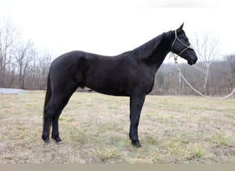 Konie fryzyjskie, Wałach, 5 lat, 155 cm, Kara