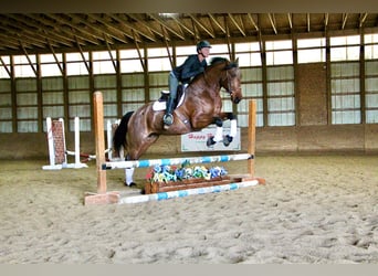 Konie fryzyjskie, Wałach, 5 lat, 157 cm, Gniadodereszowata