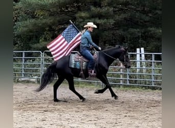 Konie fryzyjskie Mix, Wałach, 5 lat, 160 cm, Ciemnogniada