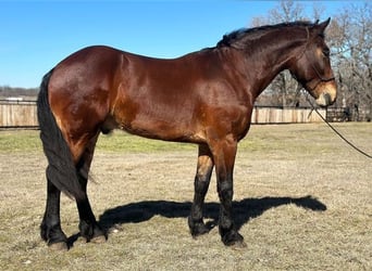 Konie fryzyjskie, Wałach, 5 lat, 160 cm, Gniada