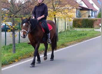 Konie fryzyjskie Mix, Wałach, 5 lat, 160 cm, Kara