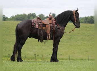 Konie fryzyjskie, Wałach, 5 lat, 160 cm, Kara