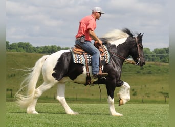 Konie fryzyjskie, Wałach, 5 lat, 160 cm, Tobiano wszelkich maści