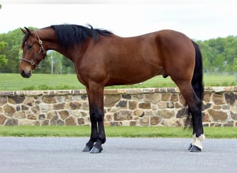 Konie fryzyjskie Mix, Wałach, 5 lat, 163 cm, Gniada