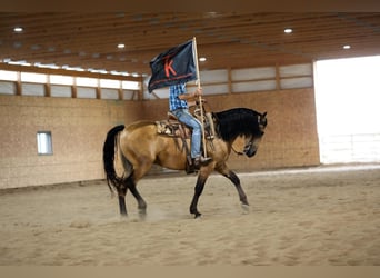 Konie fryzyjskie Mix, Wałach, 5 lat, 163 cm, Jelenia