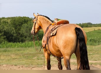 Konie fryzyjskie Mix, Wałach, 5 lat, 163 cm, Jelenia