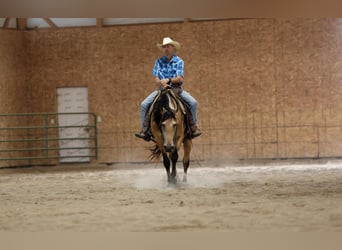 Konie fryzyjskie Mix, Wałach, 5 lat, 163 cm, Jelenia