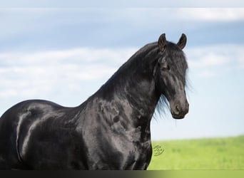 Konie fryzyjskie, Wałach, 5 lat, 163 cm, Kara