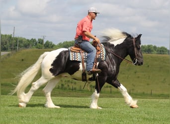 Konie fryzyjskie, Wałach, 5 lat, 163 cm, Tobiano wszelkich maści