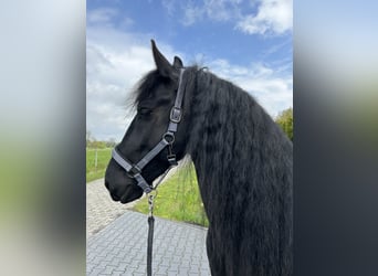 Konie fryzyjskie, Wałach, 5 lat, 164 cm, Kara