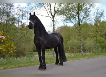 Konie fryzyjskie, Wałach, 5 lat, 164 cm, Kara