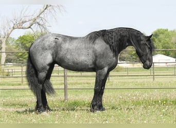 Konie fryzyjskie, Wałach, 5 lat, 165 cm, Karodereszowata