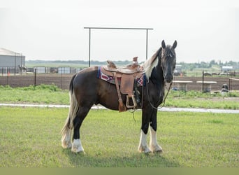 Konie fryzyjskie, Wałach, 5 lat, 165 cm, Tobiano wszelkich maści